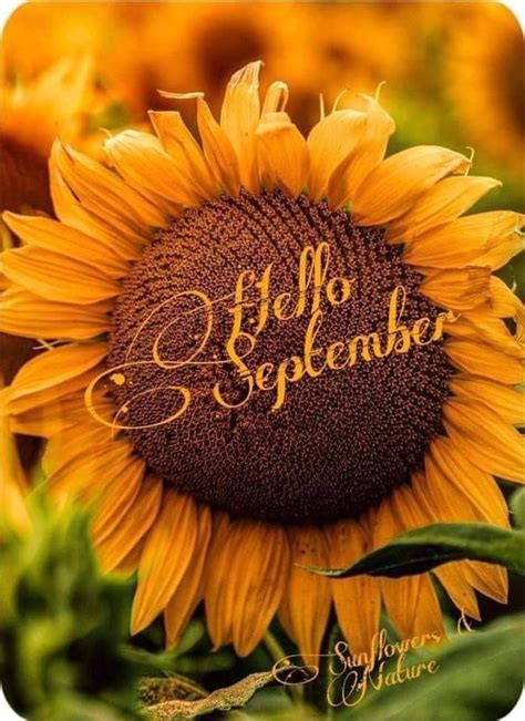 Hello September Sunflower