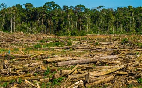 La intromisión del Tren Maya en zonas afectadas por la deforestación