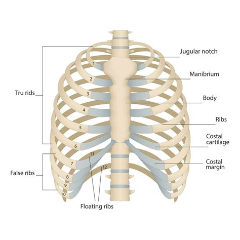 Thoracic Cavity Bones Labeled