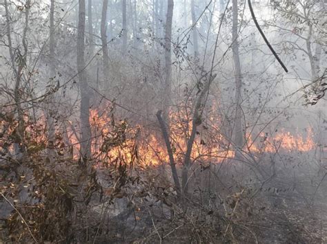 Honduras Incendio Consume Unas Hect Reas De Pulm N Verde En Cop N