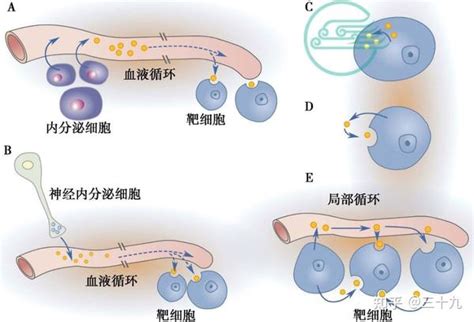 内分泌与激素 知乎