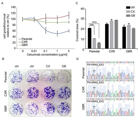 Establishment Of Colorectal Cells Resistant To Cetuximab Human