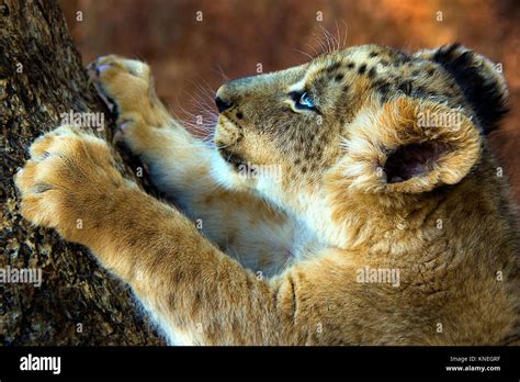 Top Imagen Leones De La Pelicula Garras Abzlocal Mx