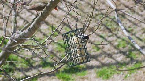 Vídeo Premium Cardenal del norte hembra y un pájaro carpintero