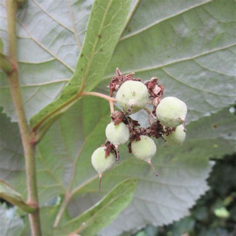 Tilia Tomentosa In Cathays Cemetery