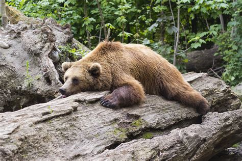 Hibernación del Oso Pardo