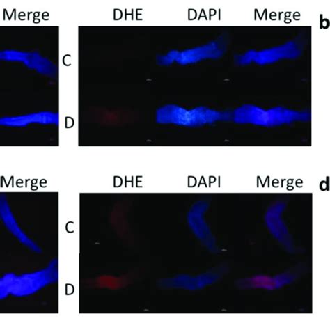 Effects Of Bancs On The Ros Content Of Intestinal Epithelial Cells From