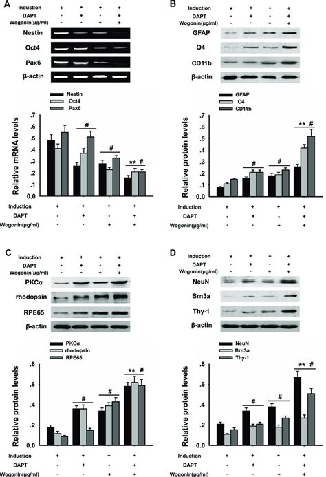 Effects Of Wogonin And DAPT On Neural Differentiation Of BMSCs BMSCs