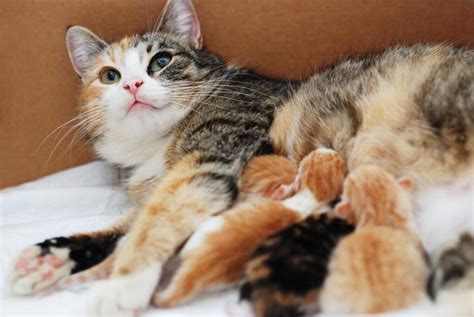 Quanto Tempo Demora O Parto De Um Gato - Quanto tempo dura o parto de uma gata? - Sinais, duração e recomendações