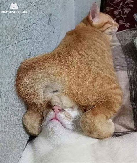 40 Times People Caught Their Cats Sleeping Together In Such Weird Positions They Just Had To