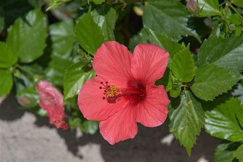 Hibiskus Blume Pflanze Rote Kostenloses Foto Auf Pixabay Pixabay