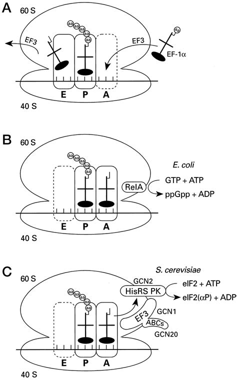 Translational Regulation Of Yeast Gcn Journal Of Biological Chemistry