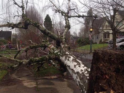 Photos: Oregon wind storm and its damage | KATU