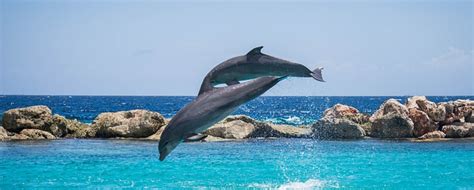 Dolphins Aquarium Jumping Free Photo On Pixabay