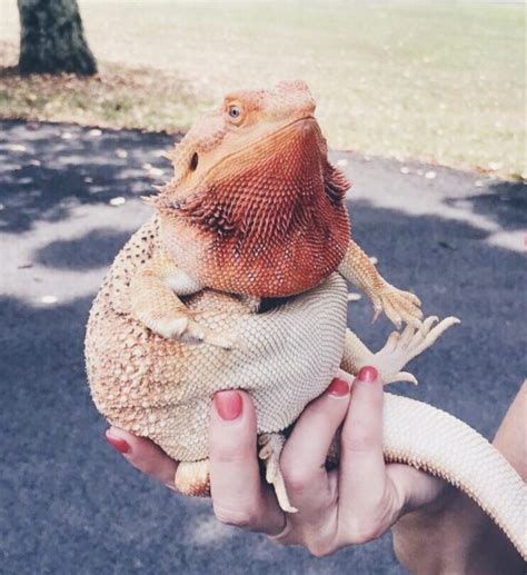 16 Amazing Bearded Dragon Facts You Need To Know