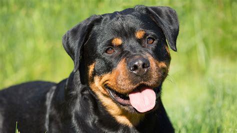 Aprender sobre 82 imagem tudo sobre a raça rottweiler br