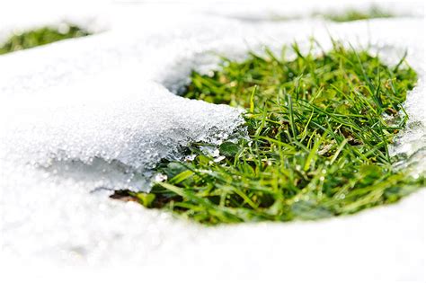 Cutting Grass For Winter And Other Winter Lawn Tips