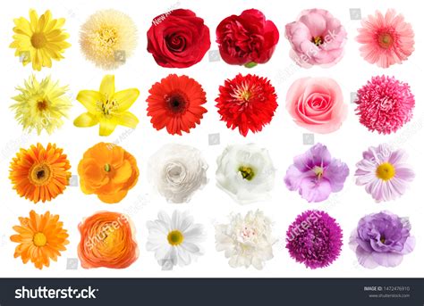 Set Different Beautiful Flowers On White Stock Photo 1472476910 ...