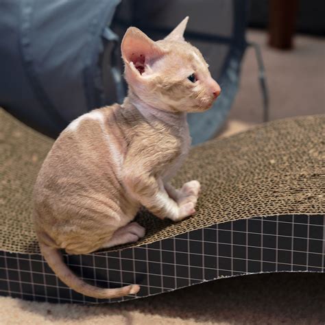 Home Curlytail Cornish Rex