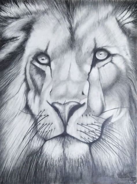 A4 Pencil Lion Sketch Laminated - Etsy