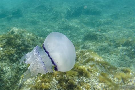 Medusas De Barril Bajo El Agua Rhizostoma Pulmo En Mar Turquesa Foto