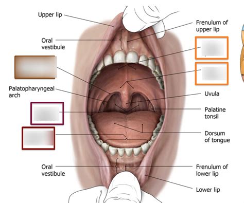 Oral Cavity Proper Diagram Quizlet