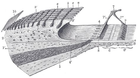 Basilar membrane - wikidoc