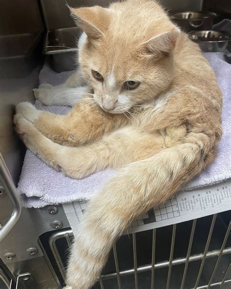 animal hospital of rowlett 3