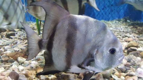 Tips for Fishing for Spadefish | FishTalk Magazine