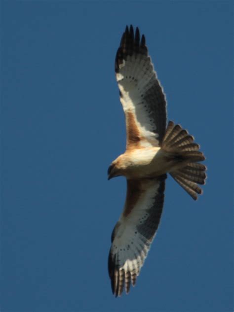 Richard Waring's Birds of Australia: A look at photos of Birds of Prey ...