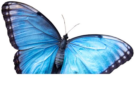 A simple guide showing the weekly opening times for costco watford 20