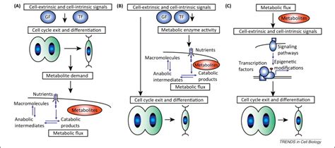 Metabolism In Physiological Cell Proliferation And Differentiation