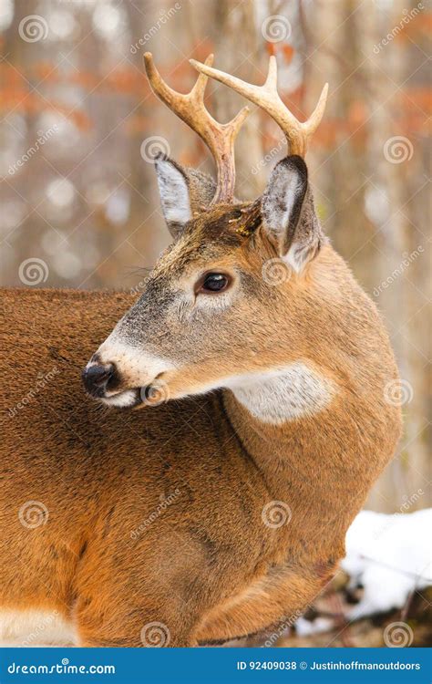 Whitetail Deer Buck Antlers Stock Photo - Image of buck, eyes: 92409038