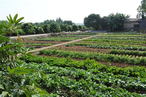 有机蔬菜 深圳农家乐 深圳市九龙生态农业园