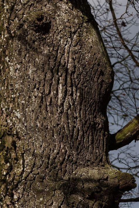 Bildet Tre Natur Gren Anlegg Tekstur Blad Stamme Mose Gr Nn