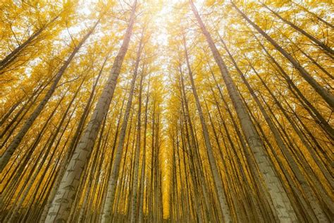 Poplar Tree Farm In Boardman Oregon In Fall Closeup Stock Photo Image