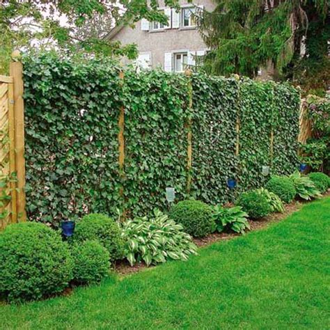 Green Fence Designs Plants To Beautify Garden Design And Yard