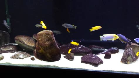 Beautiful Gallon African Cichlid Mbuna Tank Youtube