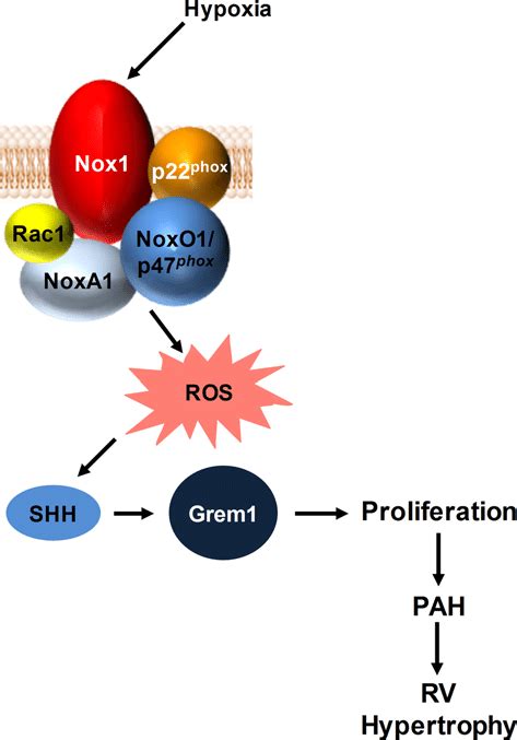 Schematic Diagram Showing Nox1 Grem1 Activation Pathway In Ec