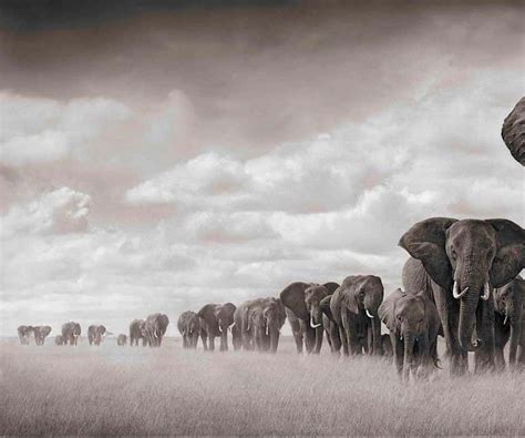 Nick Brandt Elephants Walking Through Grass Amboseli Nick Brandt