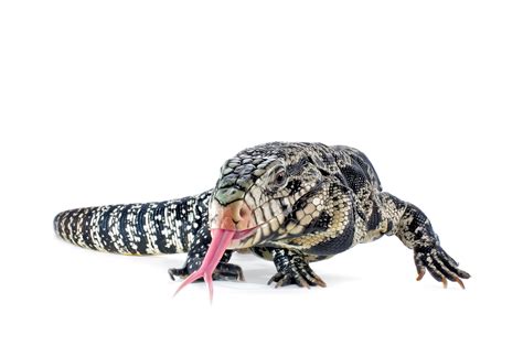 Meet The Argentine Tegu Seaquest