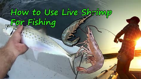 How To Use Live Shrimp For Fishing Easy Way To Catch Fish How To Hook