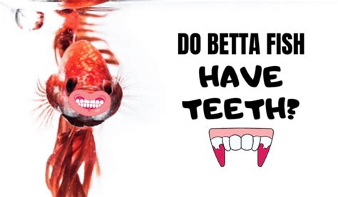 Do Betta Fish Have Teeth? Can They (Actually) Bite You?