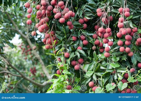 Lychee In Growth On Tree Stock Image Image Of Ingredient 121560317