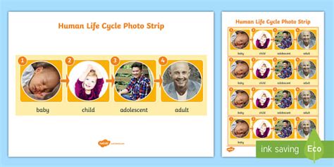 Human Life Cycle Photo Strip Poster Format A4 Teacher Made