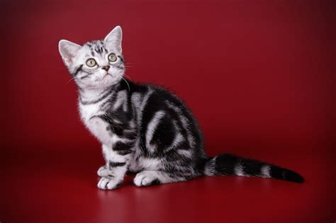 Premium Photo Studio Photography Of An American Shorthair Cat On