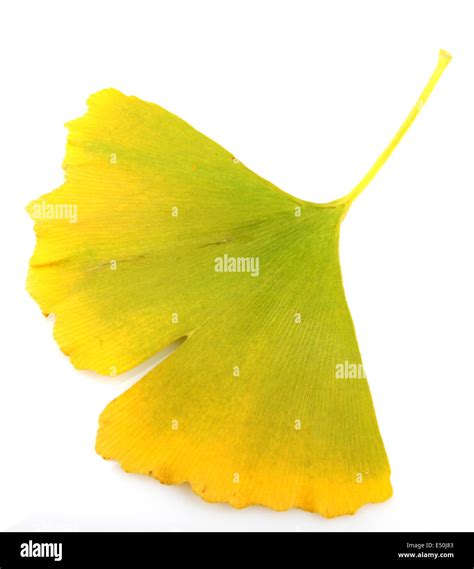 Ginkgo Biloba Leaves Stock Photo - Alamy