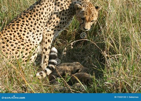 Cheetah mother with cubs stock image. Image of cheetah - 7333133