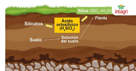 El Silicio y sus Propiedades Fisiológicas en los Cultivos Intagri S C