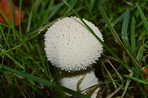 puffball mushroom | Puffball mushroom, Stuffed mushrooms, Flowers